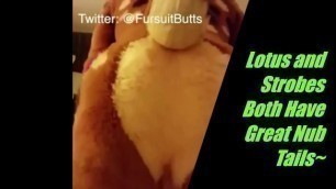 FURSUIT BUTTS!!! Strobes and Lotus LaFawn (Original Booty Battles)